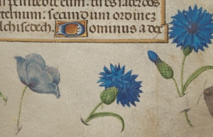 Rośliny w średniowiecznych rękopisach