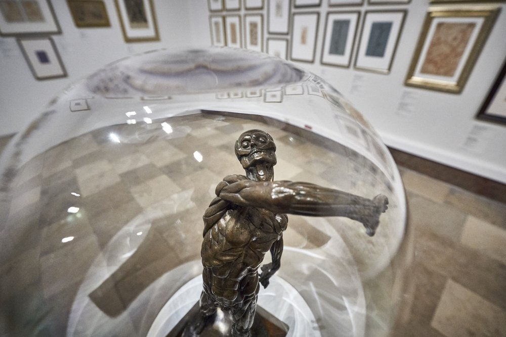 Brązowa figurka anatomiczna z odsłoniętymi mięśniami i wyciągniętą ręką ustawiona na cokole pod przezroczystą szklaną kopułą w sali galerii z wieloma oprawionymi rysunkami na ścianach.