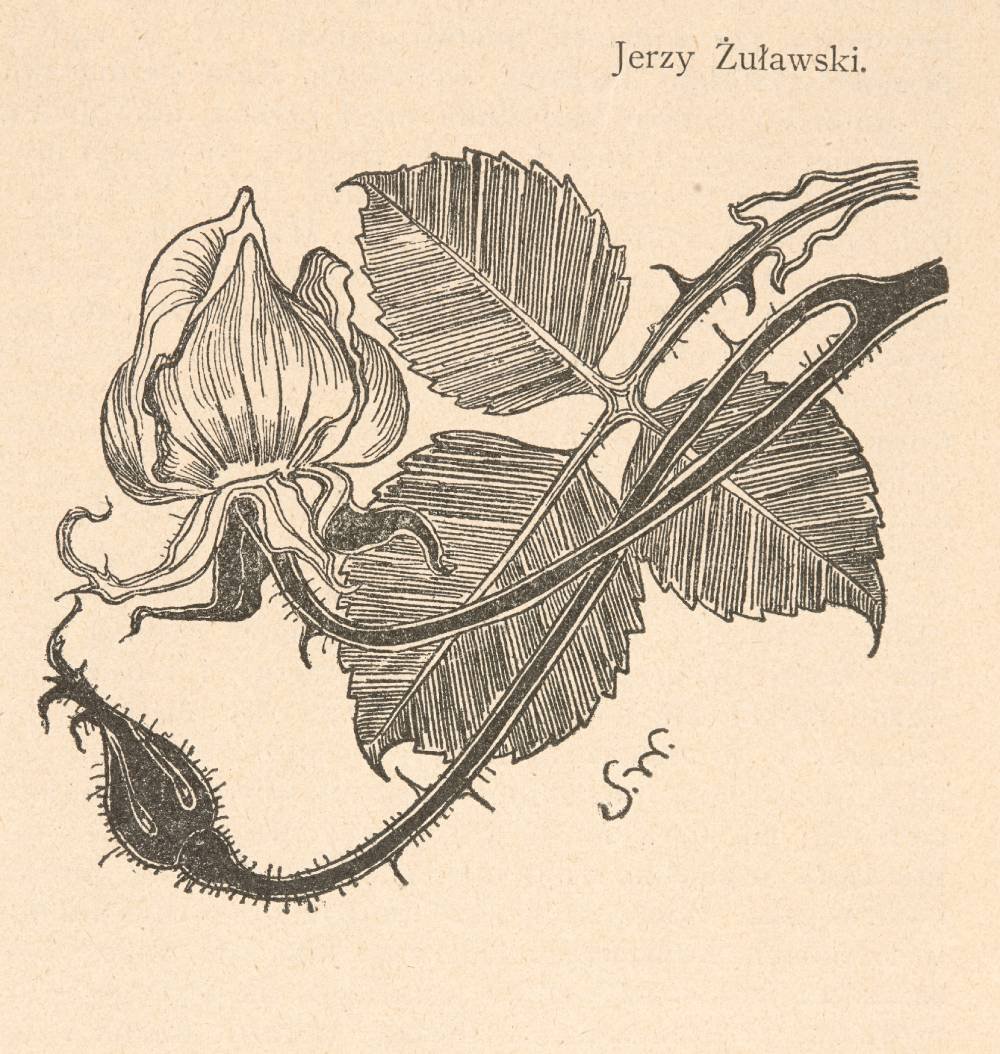 Szczegółowa czarno-biała ilustracja roślinna na beżowym tle przedstawiająca gałązkę z dużymi żeberkowymi liśćmi, pąkiem i długimi łodygami pokrytymi drobnymi kolcami, wykonana kreskowaniem; w prawym górnym rogu drukowany napis Jerzy Żuławski.