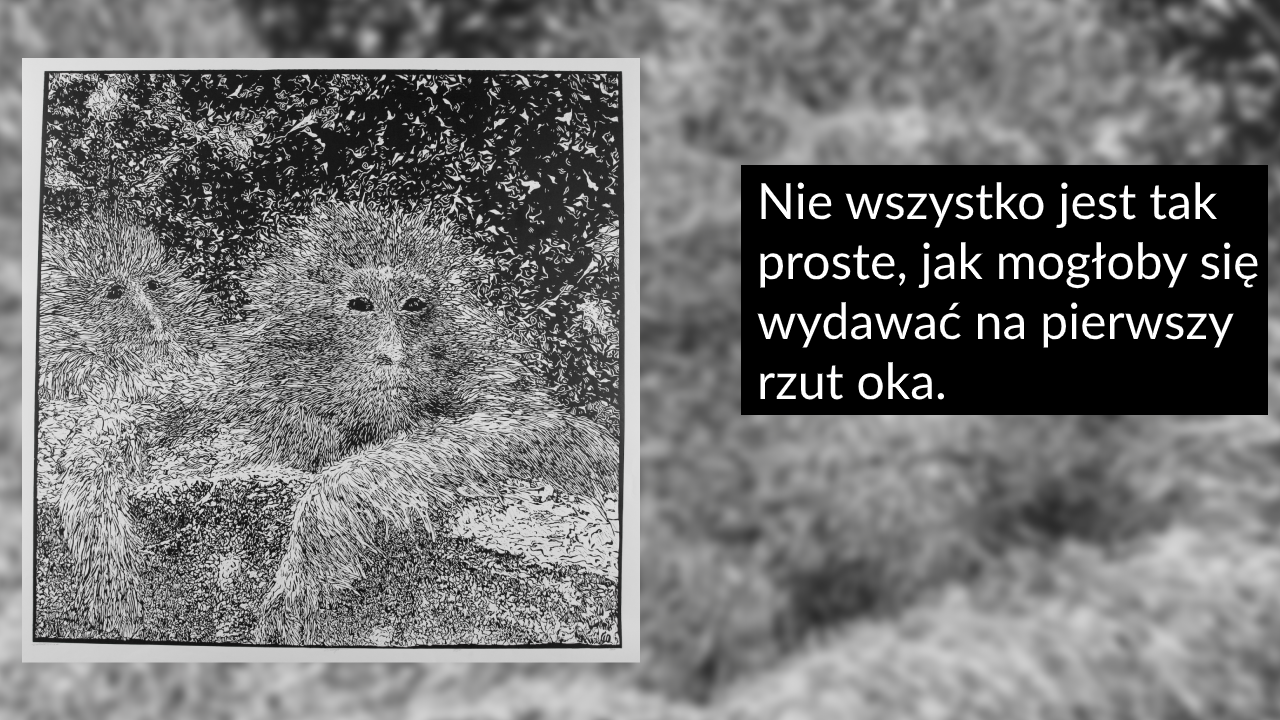 Po lewej znajduje się szczegółowy czarno-biały rysunek w ramce przedstawiający dwa puchate małpy opierające się na skale, po prawej na czarnym prostokącie widoczny jest biały napis Nie wszystko jest tak proste, jak mogłoby się wydawać na pierwszy rzut oka, a tłem obrazu jest rozmyta szaro-biała tekstura.